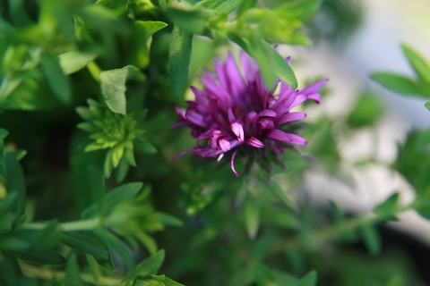 Foto van Herfstaster ‘Purple Dome’