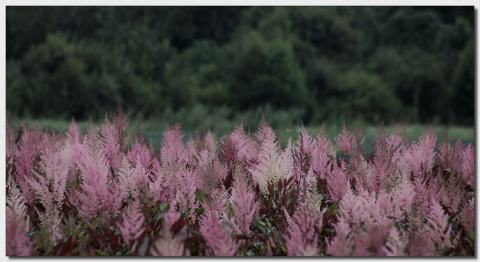 Foto van Astilbe