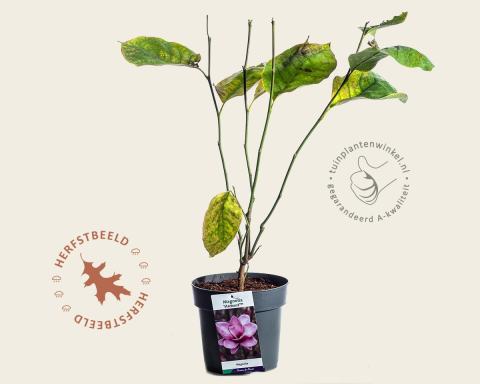 Foto van Beverboom ‘Starburst’