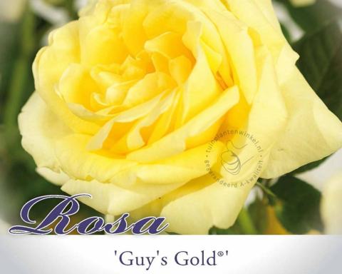 Foto van Grootbloemige roos ‘Guy's Gold’