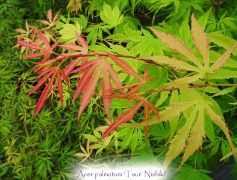 Foto van Acer 'Tsuri Nishiki'