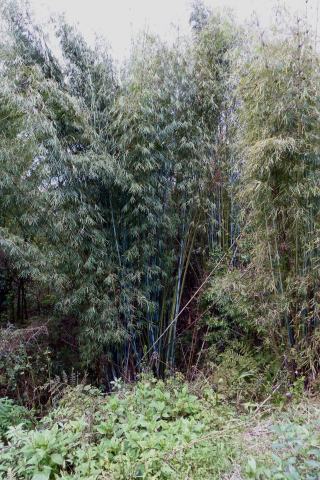 Foto van Blauwe bamboe