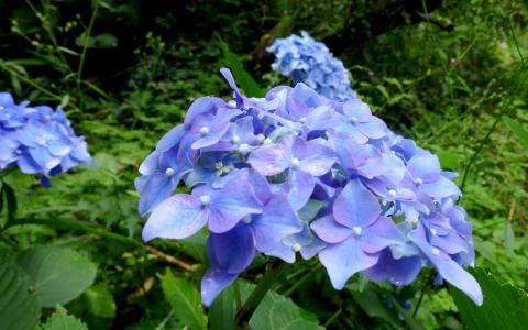 Foto van Boerenhortensia