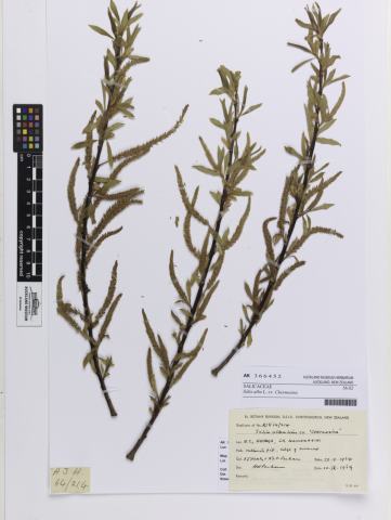 Foto van Salix 'Chermesina'