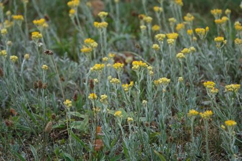 Foto van Strobloem
