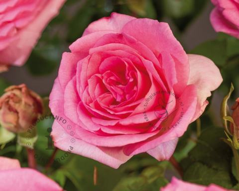 Foto van Grootbloemige roos ‘Beverly’