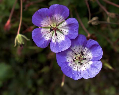 Foto van Ooievaarsbek ‘Azure Rush’
