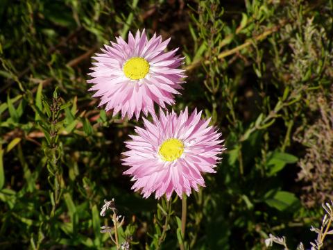 Foto van Rhodanthe 'rosea'