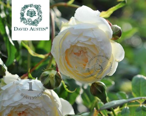 Foto van Engelse klimroos ‘Clair Austin’
