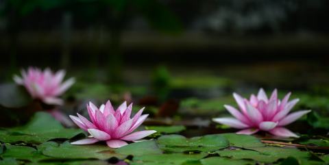 Foto van Witte waterlelie