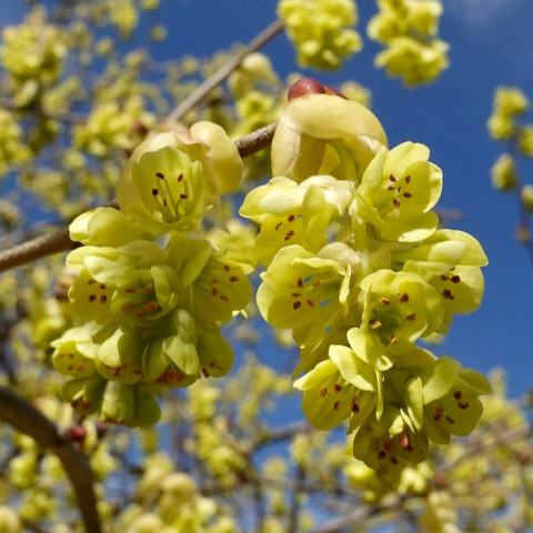 Foto van Corylopsis 'onb bekend'