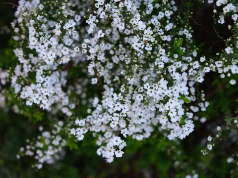 Foto van Thunbergs spirea