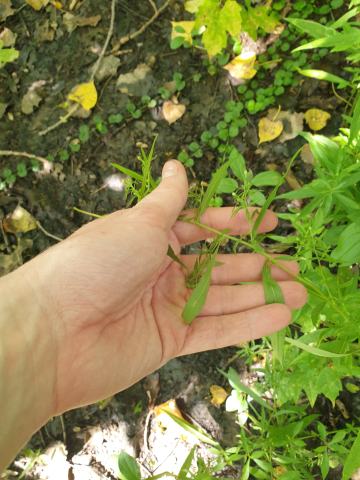 Foto van Ontario-aster