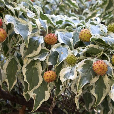 Foto van Cornus 'Wolf Eyes'