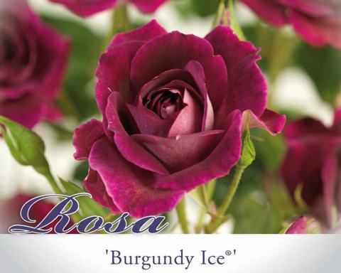 Foto van Trosroos ‘Burgundy Ice’
