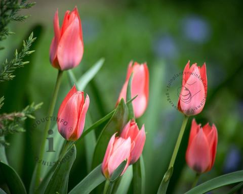 Foto van Greigii tulp ‘Toronto’