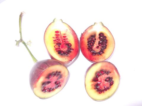 Foto van Tamarillo