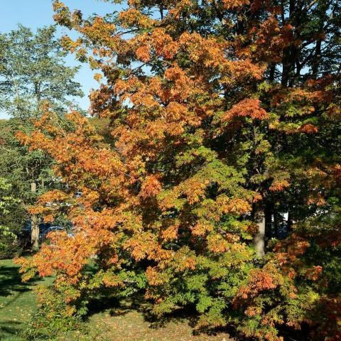 Foto van Acer 'Sweet Shadow'