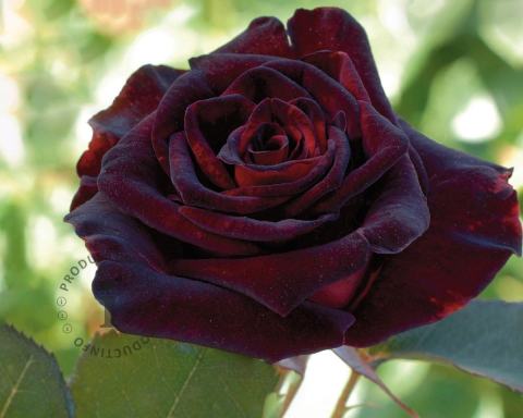 Foto van Grootbloemige roos ‘Black Baccara’