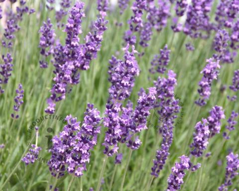 Foto van Lavendel ‘Dwarf Blue’