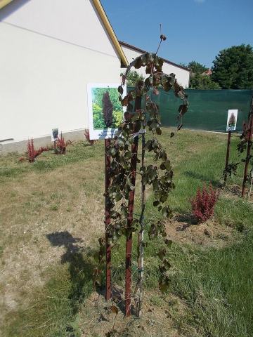 Foto van Fagus 'Dawyck Purple'
