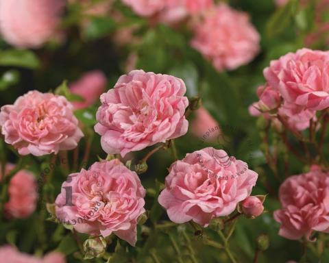 Foto van Bodembedekkende roos ‘The Fairy’