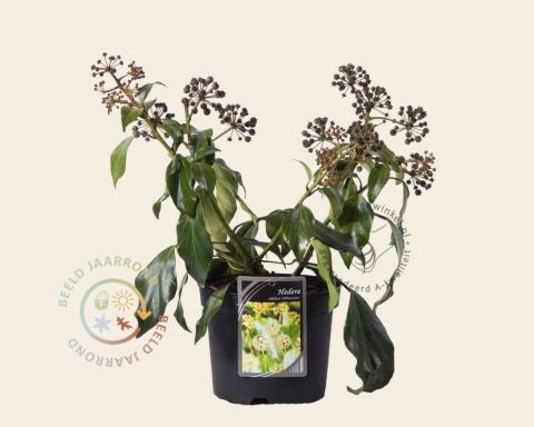 Foto van Struikklimop ‘Arborescens’