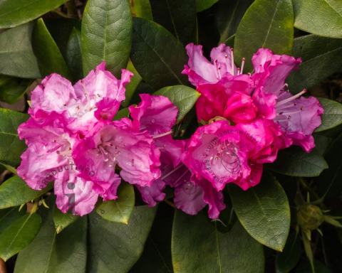 Foto van Rododendron ‘Sneezy’