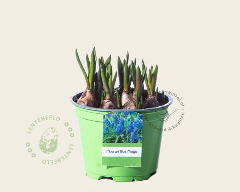 Foto van Blauw druifje ‘Blue Magic’