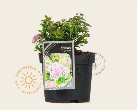 Foto van Spirea ‘Nana’