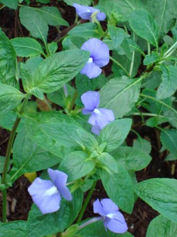 Foto van Boenwasplant
