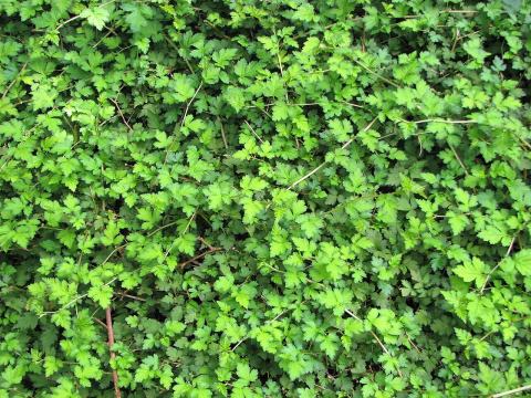 Foto van Kransspirea ‘Crispa’