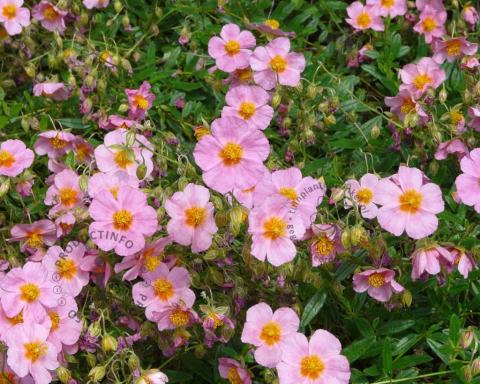 Foto van Zonneroosje ‘Lawrenson's Pink’