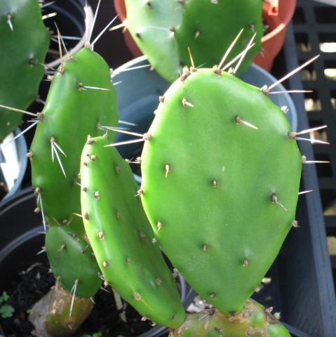 Foto van Schijfcactus