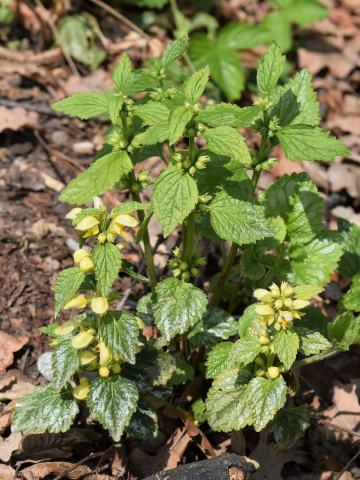 Foto van Lamium 'Florentinum'