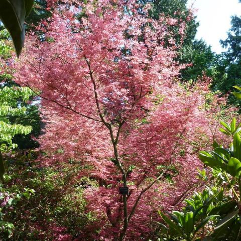 Foto van Acer 'Shindeshojo'