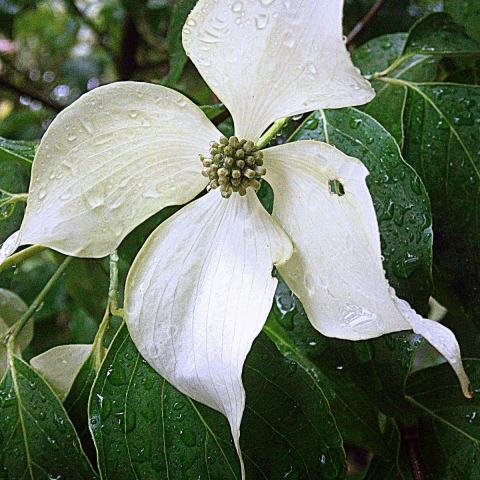 Foto van Cornus 'Blue Shadow'