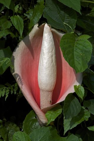 Foto van Penisplant
