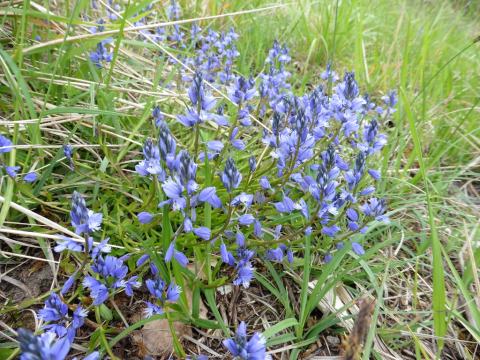 Foto van Kalkvleugeltjesbloem