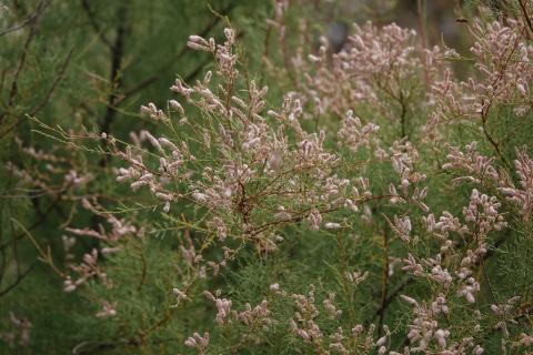 Foto van Franse tamarisk