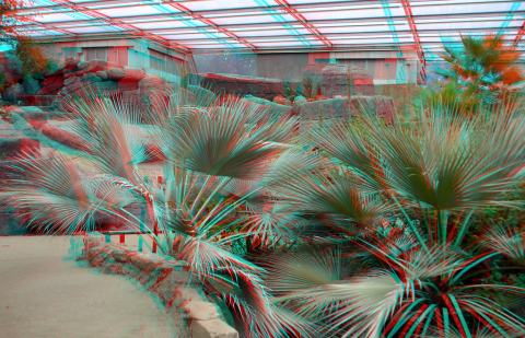 Foto van Mexicaanse waaierpalm
