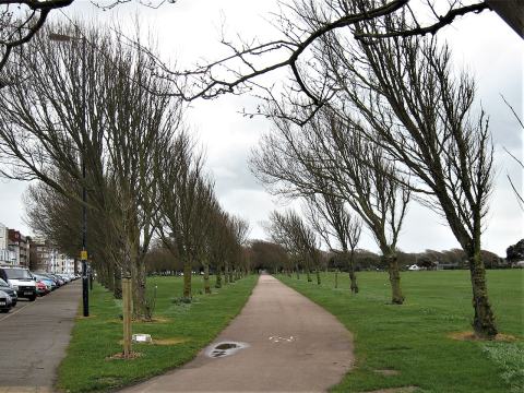 Foto van Ulmus 'Lobel'