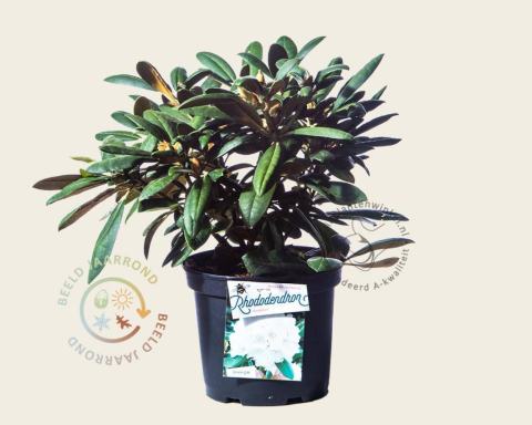Foto van Rododendron ‘Porzellan’