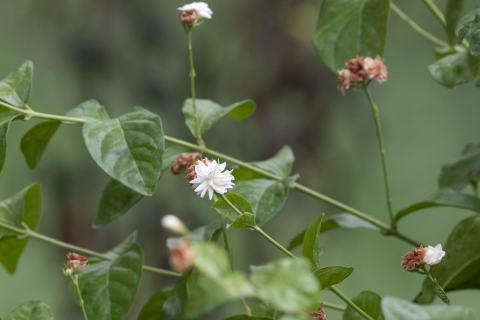 Foto van Jasminum 'onbeken'
