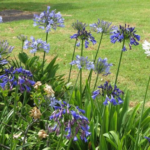 Foto van Agapanthus 'Blue Yonder'
