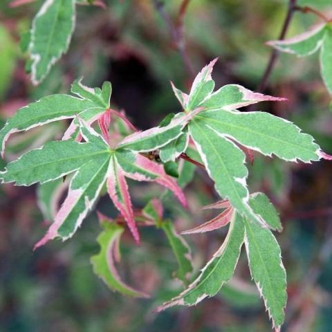 Foto van Acer 'Oridono Nishiki'