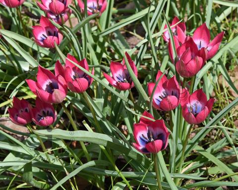 Foto van Botanische tulp ‘Little Beauty’