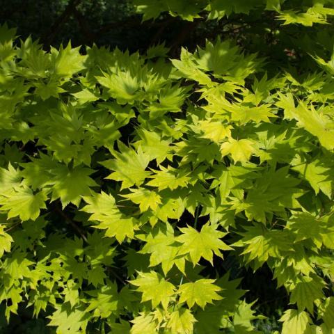 Foto van Acer 'Aureum'