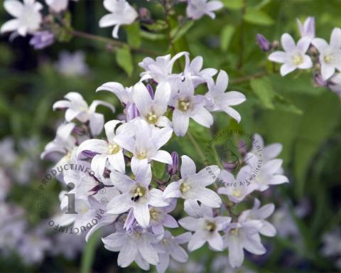 Foto van Klokjesbloem ‘Loddon Anna’