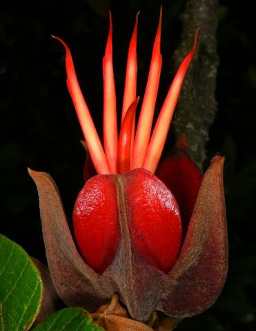 Foto van Apenhandboom